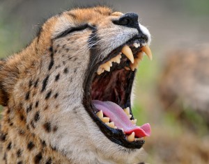 Yawning cheetah